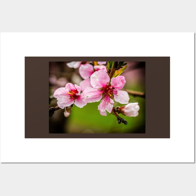 Peach Blossoms Wall Art by Robert Alsop